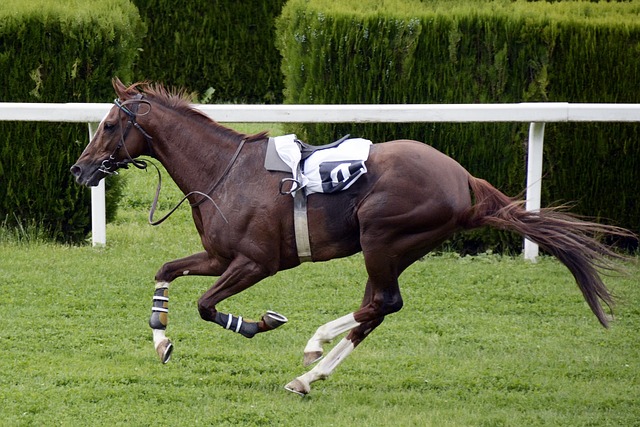 Horse race betting